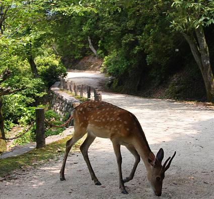 Miyajima